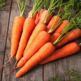 marchew-rumba-f1-sredniowczesna-nasiona-marchwi