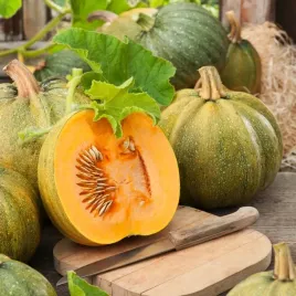 dynia-zwyczajna-danka-polka-pestkowa-na-nasiona-dyni-warzyw