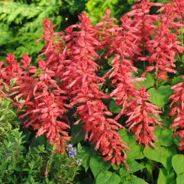 nasiona-szalwia-blyszczaca-markiza-malinowa