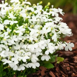 lobelia-przyladkowa-stroiczka-biala-nasiona