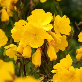 wiesiolek-zolty-nasiona-kwiatow-jasne-kielichowate-kwiaty-nocne