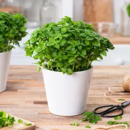 bazylia-drobnolistna-occimum-basilicum-nasiona-ziol