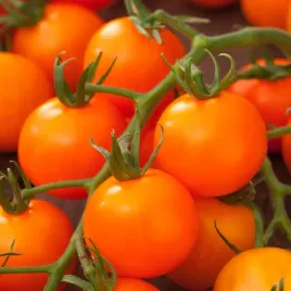 pomidor-wysoki-drobnoowocowy-figiel-kulisty-pomaranczowy-nasiona-pomidory