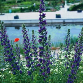 zmijowiec-zwyczajny-nasiona-kwiatow-miododajnych-niebieskie-kwiaty-na-laki