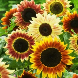 slonecznik-ozdobny-wysoki-odcienie-czerwonego