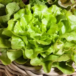 salata-maslowa-saba-j-zielona-nasiona-warzyw