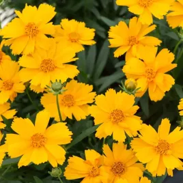 nachylek-dwubarwny-zloty-karzel-karlowy-zloty-nasiona-kwiatow