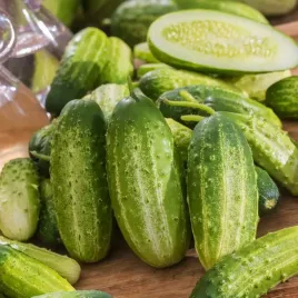 ogorek-gruntowy-maksimus-f1-wczesny-nasiona-warzyw-ogorki-gruntowe