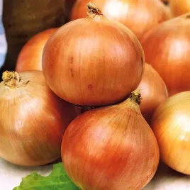 cebula-niagara-sredniopozna-bardzo-plenna-nasiona