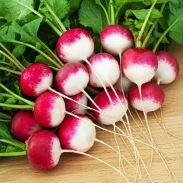 rzodkiewka-kulista-rondo-czerwona-z-bialym-koncem