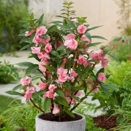 niecierpek-balsamina-irma-nasiona-kwiatow