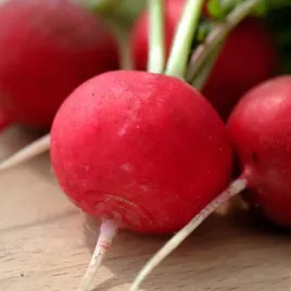 rzodkiewka-kulista-rumba-f1-nasiona-warzyw-planna