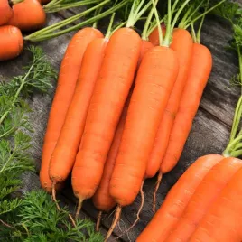 marchew-kamila-f1-wczesna-nasiona-marchwi-warzyw