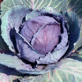 kapusta-glowiasta-czerwona-rufus-sredniowczesna-nasiona-kapusty-warzyw