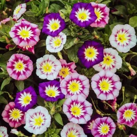 powoj-trojbarwny-mieszanka-nasiona-kwiatow