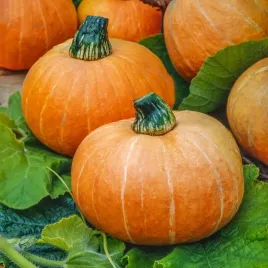 dynia-olbrzymia-amazonka-kuliste-owoce-1-15-kg-nasiona-dyni-warzyw