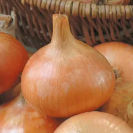 cebula-dakota-sredniopozna-bardzo-plenna-nasiona