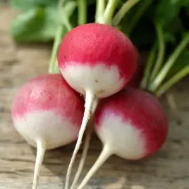 rzodkiewka-kulista-szkarlatna-z-bialym-koncem