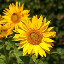 slonecznik-ozdobny-wysoki-odcienie-zoltego-poje