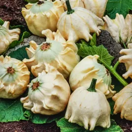 dynia-ozdobna-crown-of-thorns-wypustki-w-kszt-korony-nasiona-dyni