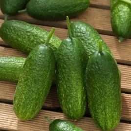 ogorek-gruntowy-marcel-sr-wczesny-nasiona-warzyw-ogorki-gruntowe