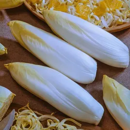 cykoria-salatowa-mechelese-middelvroeg-salatowa-do-pedzenia-nasiona-cykorii