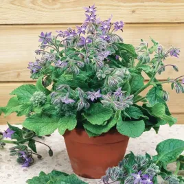 ogorecznik-lekarski-100g-nasiona-ziol-ziola