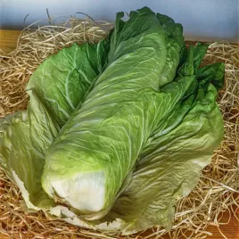 cykoria-bianca-di-milano-sr-wcz-oslony-uprawa-nasiona-warzyw-cykori