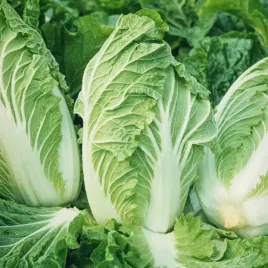 kapusta-pekinska-polstar-1f-sredniowczesna-nasiona
