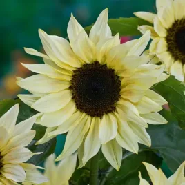 slonecznik-buttercream-f1-20z-jednoroczny-miododajny-kremowy-kolor