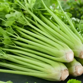 seler-naciowy-malachit-sredniowczesny-o-gladkich-lisciach-nasiona-selera