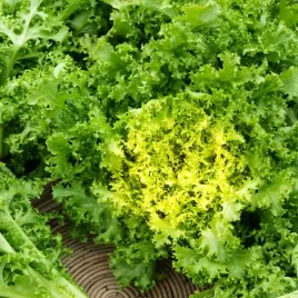 endywia-riccia-cuor-d-oro-kedzierzawe-liscie-nasiona-warzyw