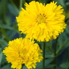 nachylek-wielkokwiatowy-pelny-zolty-nasiona-kwiatow