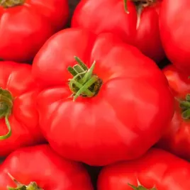 pomidor-marmande-vr-typ-malinowy-wczesny-wysoki-nasiona-pomidorow-pomidory