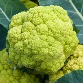 kalafior-verde-di-macerata-zielony-nasiona-warzyw
