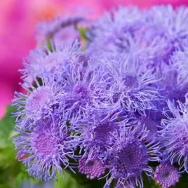 zeniszek-meksykanski-fioletowy-nasiona-kwiatow