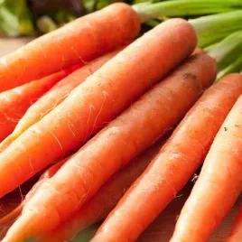 marchewe-krakowia-f1-wczesna-nasiona-marchwi