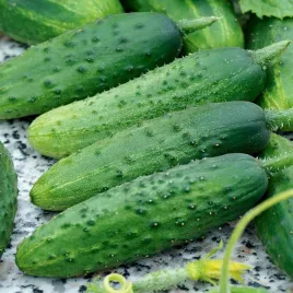 ogorek-sremski-wczesny-nasiona-ogorkow-odporny-plenny-ogorki-gruntowe