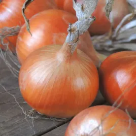 cebula-sumatra-sredniopozna-bardzo-plenna-nasiona