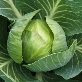 kapusta-jasper-f1-pozna-nasiona-kapusty