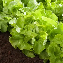 salata-maslowa-milly-elena-sr-wczesna-nasiona-salaty-warzyw-warzywa