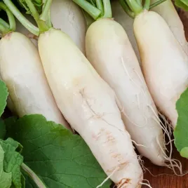 rzodkiewka-leda-biala-podluzna-nasiona-warzyw