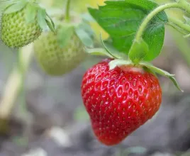 hit-truskawka-serduszko-mieze-schindler-10-szt-sadzonek-ukorzenionych