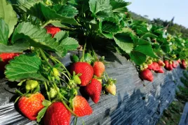ostara-truskawka-pnaca-wiszaca-caloroczna-10-szt-sadzonek-ukorzenionych