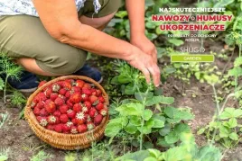 nawoz-do-truskawek-premium-5-kg-shugo