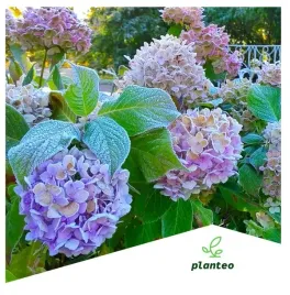 nawoz-organiczny-piekne-kwiaty-naturalny-npk-5l-astry-tulipany-roze-cynie