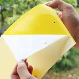 pulapka-lep-na-nasionnice-trzesniowke-czeresnie-na-drzewka-owocowe