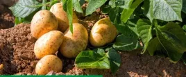 rosahumus-1kg-nawoz-organiczny-kwasy-humusowe-potas-poprawia-jakosc-gleby