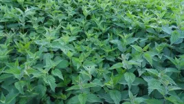 pokrzywa-nawoz-koncentrat-niefiltrowany-5l-03l-gratis-zdrowe-z-natury