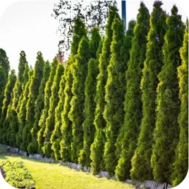 proplant-772-100ml-srodek-grzybobojczy-do-iglakow-fytoftoroza-brazowienie